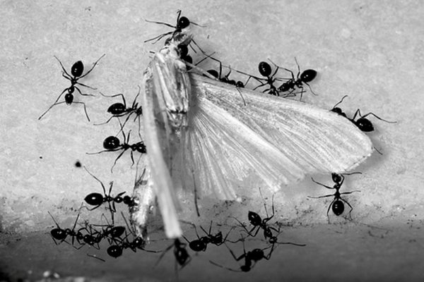 detractors photography of ants