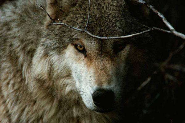 wolf feral poem by scottshak