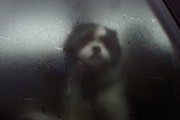 Tara Wray dog photo for scottshak's poem