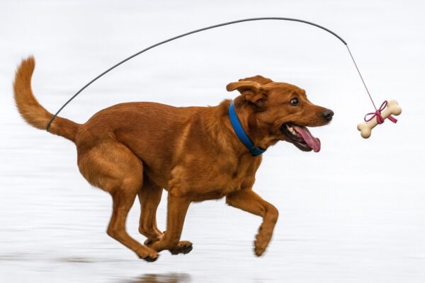 Dog chasing bone tied to its tail